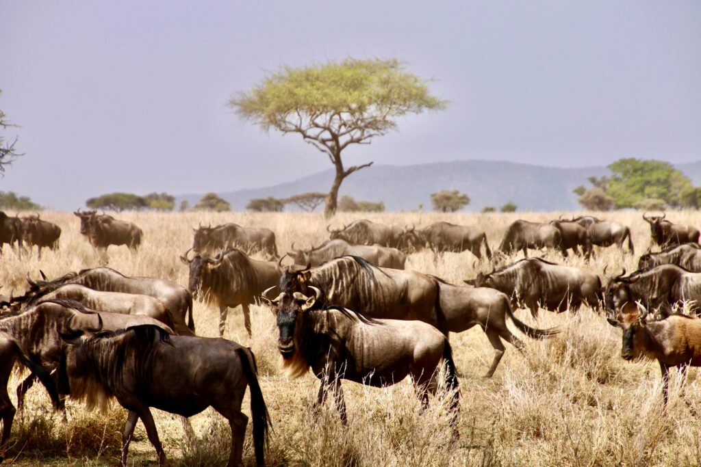 resa till serengeti